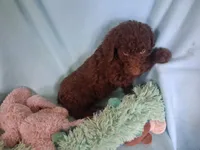 Brownie, a male Poodle - Standard  for sale in Stockton, MO – 2 of 6