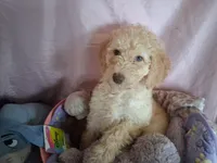 Rose, a female Poodle - Standard  for sale in Stockton, MO – 5 of 7