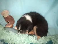 Rufus, a male Miniature Australian Shepherd for sale in Stockton, MO – 5 of 6
