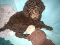 Whisky, a male Poodle - Standard  for sale in Stockton, MO – 6 of 6