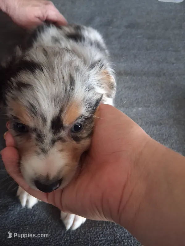 Stella – Miniature Australian Shepherd puppy for sale in Stockton, MO