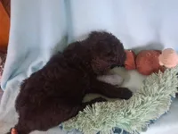 Whisky, a male Poodle - Standard  for sale in Stockton, MO – 3 of 6