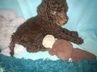 Ranger, a male Poodle - Standard  for sale in Stockton, MO – 2 of 4