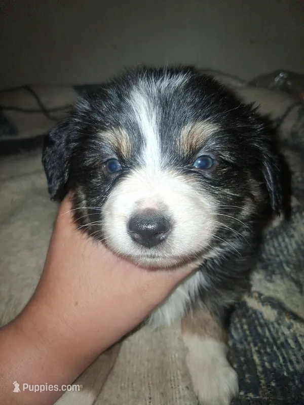 Sadie – Miniature Australian Shepherd puppy for sale in Stockton, MO
