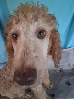 Rocky, a male Poodle - Standard  for sale in Stockton, MO – 3 of 4