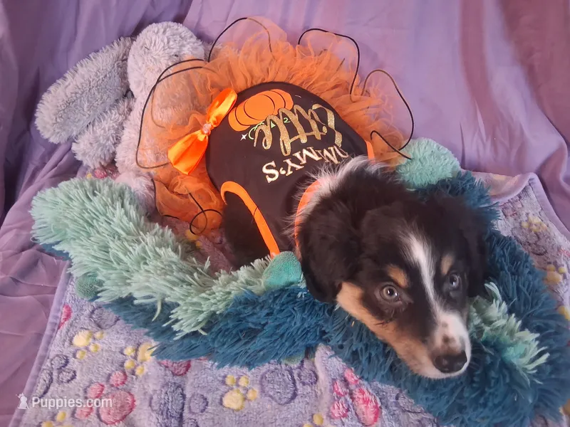 Daisy – Miniature Australian Shepherd puppy for sale in Stockton, MO