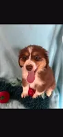 Bear, a male Miniature Australian Shepherd for sale in Stockton, MO – 1 of 6