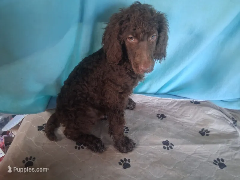 Ranger – Poodle - Standard  puppy for sale in Stockton, MO