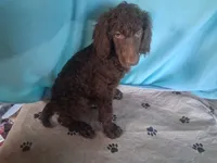 Ranger, a male Poodle - Standard  for sale in Stockton, MO – 1 of 3