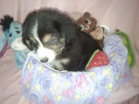 Sadie, a female Miniature Australian Shepherd for sale in Stockton, MO – 6 of 6