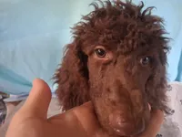 Simba, a male Poodle - Standard  for sale in Stockton, MO – 2 of 4
