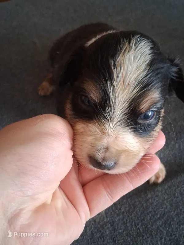 Willa – Miniature Australian Shepherd puppy for sale in Stockton, MO