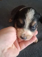 Willa, a female Miniature Australian Shepherd for sale in Stockton, MO – 1 of 1