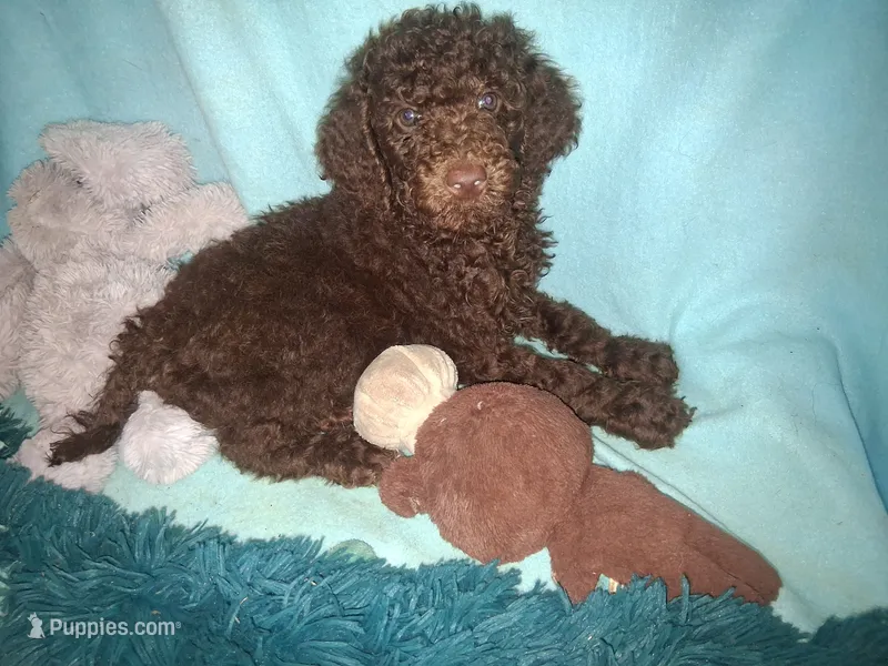 Ranger – Poodle - Standard  puppy for sale in Stockton, MO