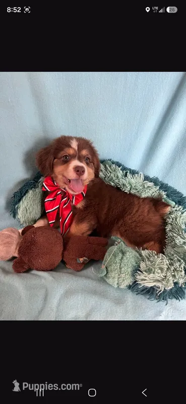 Yogi – Miniature Australian Shepherd puppy for sale in Stockton, MO