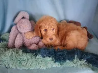 Rocky, a male Poodle - Standard  for sale in Stockton, MO – 3 of 4