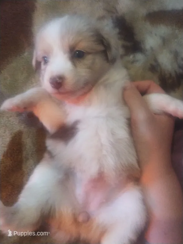 Luna – Miniature Australian Shepherd puppy for sale in Stockton, MO