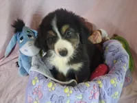 Sadie, a female Miniature Australian Shepherd for sale in Stockton, MO – 3 of 6