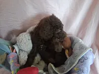 Dixie female, a female Poodle - Standard  for sale in Stockton, MO – 2 of 5