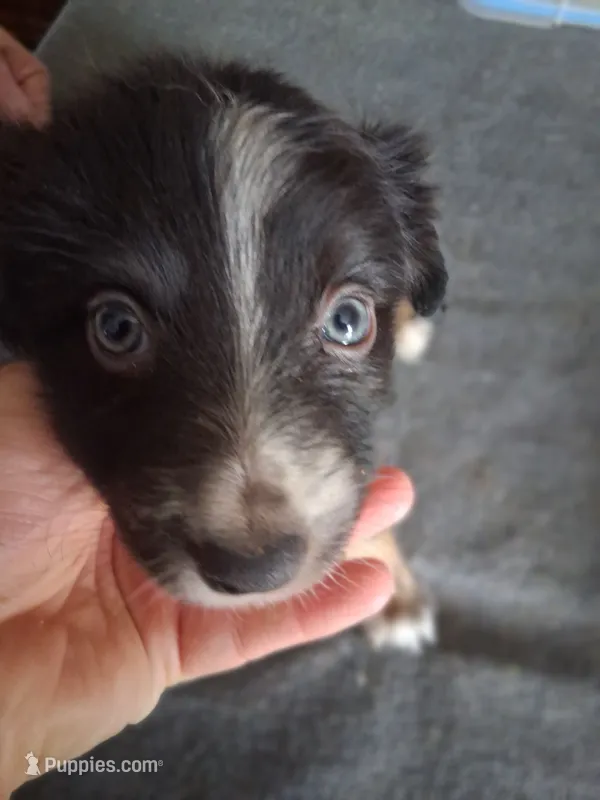 Jade – Miniature Australian Shepherd puppy for sale in Stockton, MO