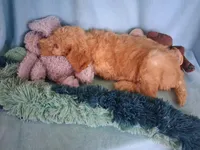 Rocky, a male Poodle - Standard  for sale in Stockton, MO – 2 of 4