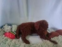 Simba, a male Poodle - Standard  for sale in Stockton, MO – 3 of 4