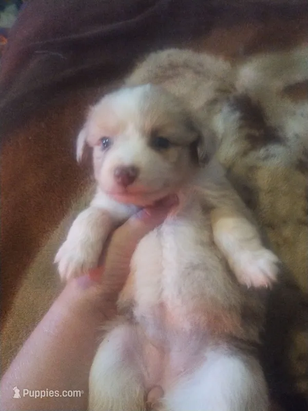 Kallie – Miniature Australian Shepherd puppy on hold in Stockton, MO