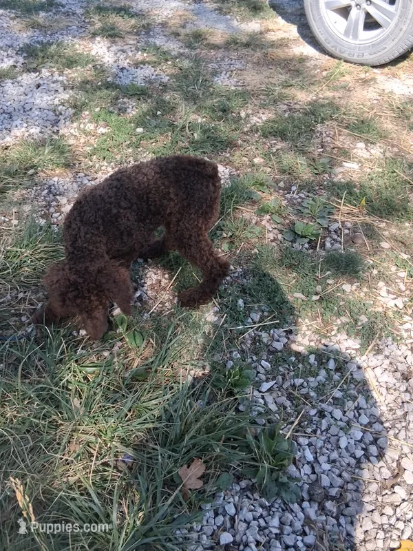 Simba – Poodle - Standard  puppy for sale in Stockton, MO