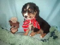 Rufus, a male Miniature Australian Shepherd for sale in Stockton, MO – 3 of 6