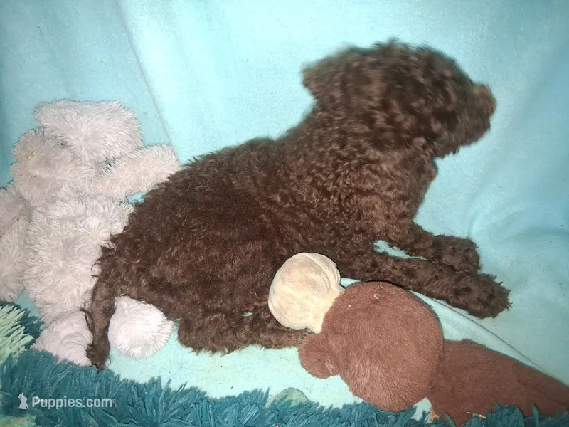 Ranger – Poodle - Standard  puppy for sale in Stockton, MO