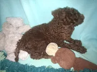 Ranger, a male Poodle - Standard  for sale in Stockton, MO – 1 of 4