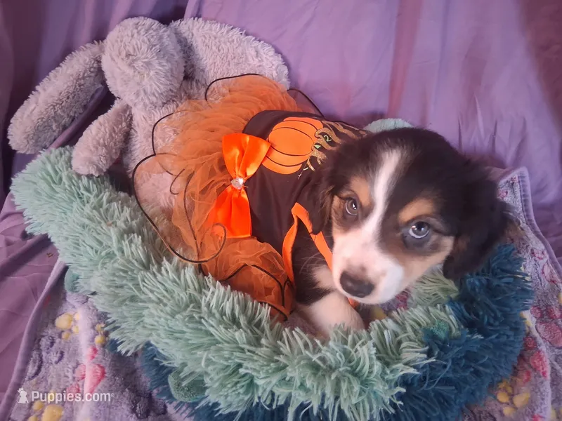 Willa – Miniature Australian Shepherd puppy for sale in Stockton, MO