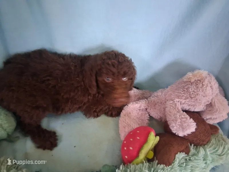 Brownie – Poodle - Standard  puppy for sale in Stockton, MO