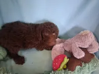 Brownie, a male Poodle - Standard  for sale in Stockton, MO – 1 of 6