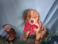 Tango, a male Miniature Australian Shepherd for sale in Stockton, MO – 3 of 4
