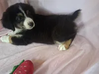 Sadie, a female Miniature Australian Shepherd for sale in Stockton, MO – 5 of 6