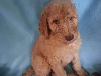 Dexter, a male Poodle - Standard  for sale in Stockton, MO – 4 of 6