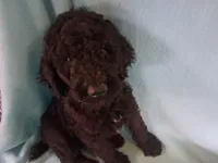 Whisky, a male Poodle - Standard  for sale in Stockton, MO – 1 of 6