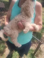 Grace, a female Poodle - Standard  for sale in Stockton, MO – Photo 3 of 3