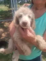 Grace, a female Poodle - Standard  for sale in Stockton, MO – Photo 1 of 3