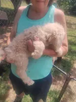 Grace, a female Poodle - Standard  for sale in Stockton, MO – Photo 2 of 3