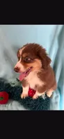 Bear, a male Miniature Australian Shepherd for sale in Stockton, MO – 3 of 6