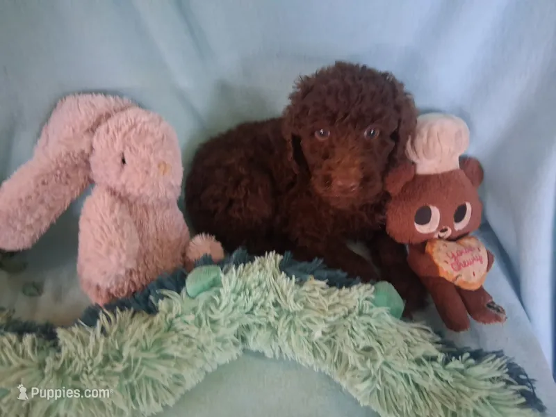Brownie – Poodle - Standard  puppy for sale in Stockton, MO