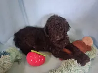 Whisky, a male Poodle - Standard  for sale in Stockton, MO – 2 of 6