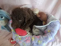 Dixie female, a female Poodle - Standard  for sale in Stockton, MO – 5 of 5