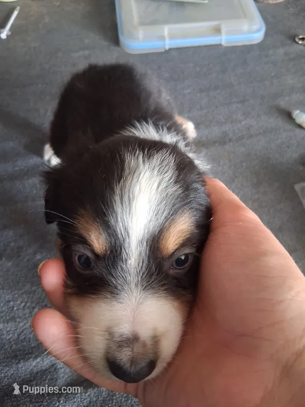 Roxie – Miniature Australian Shepherd puppy for sale in Stockton, MO