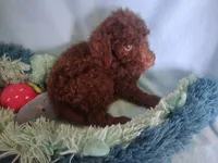 Simba, a male Poodle - Standard  for sale in Stockton, MO – 2 of 4