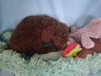 Brownie, a male Poodle - Standard  for sale in Stockton, MO – 3 of 6
