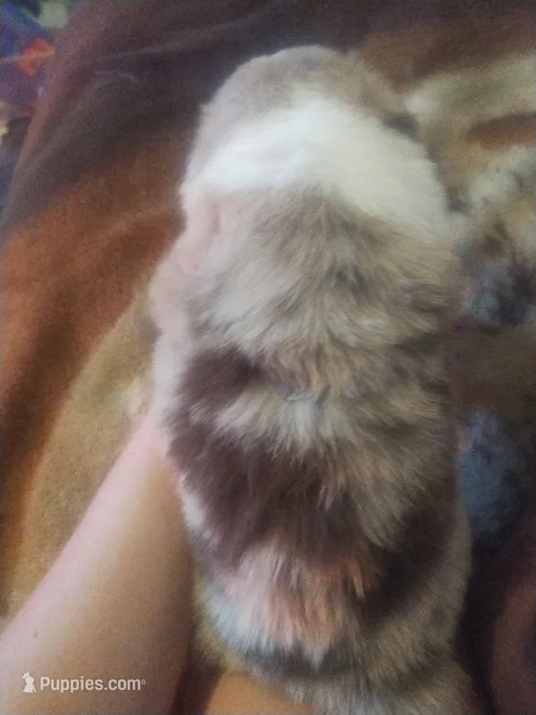Kallie – Miniature Australian Shepherd puppy for sale in Stockton, MO