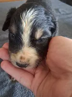 Daisy, a female Miniature Australian Shepherd for sale in Stockton, MO – 1 of 1